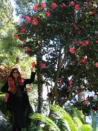 Krishna unter Rosenstrauch